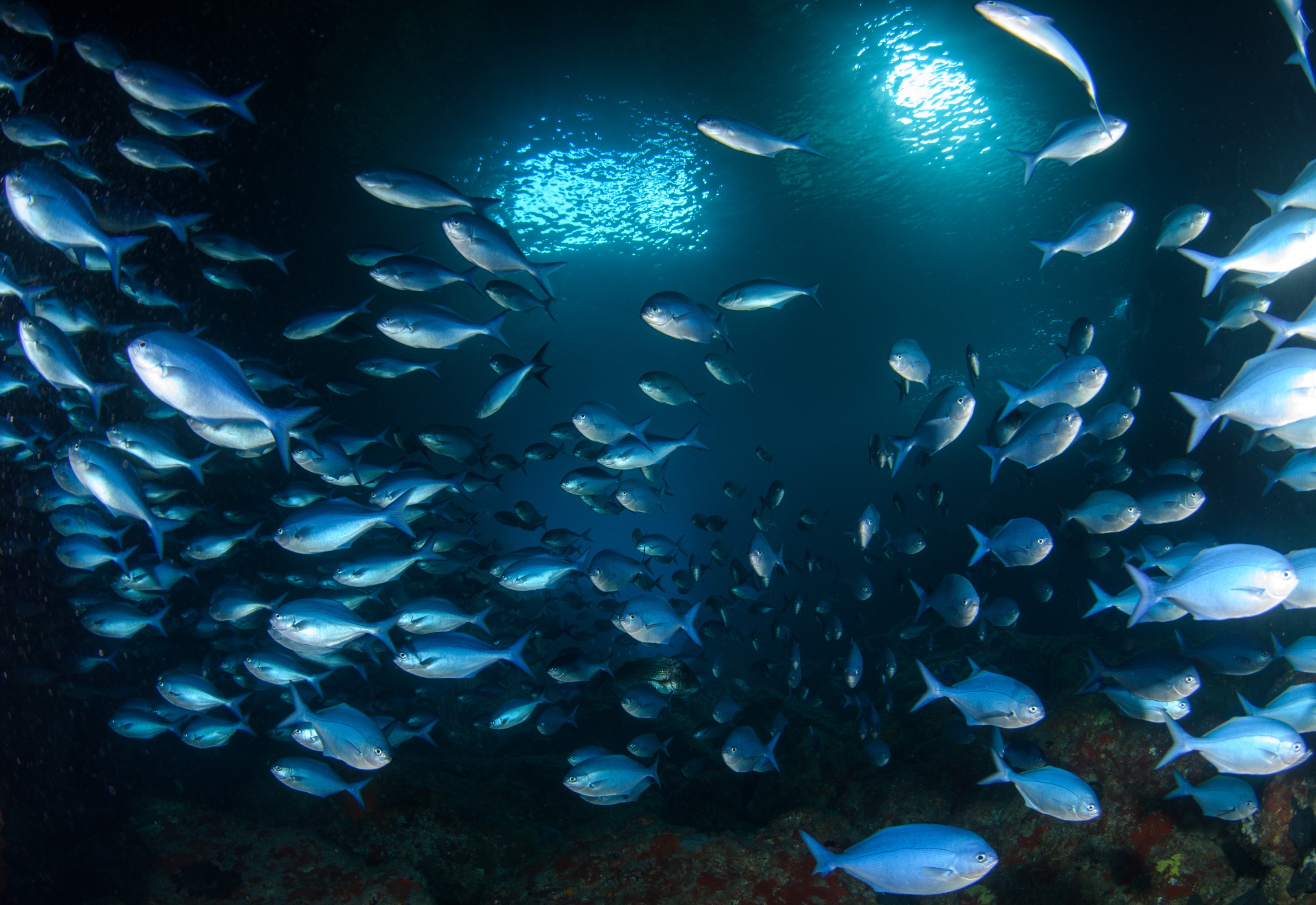 DSC_2503 – crispin, nz, new, zealand, new zealand, aug16_cm, Keywords:
new, zealand, new zealand, nz, crispin, Blue, Maomao, Arch, Poor, Knights, Islands, mao mao, mao, marine, reserve, northland, Scorpis, violacea